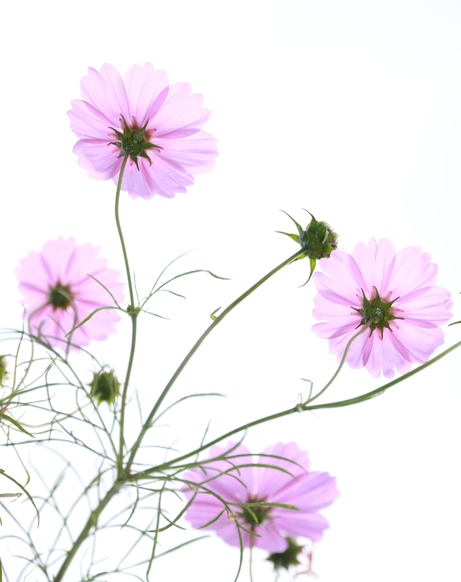 f:id:Photoshop_Akaou:20190822110331j:plain f:id:Photoshop_Akaou:20190822110331j:plain