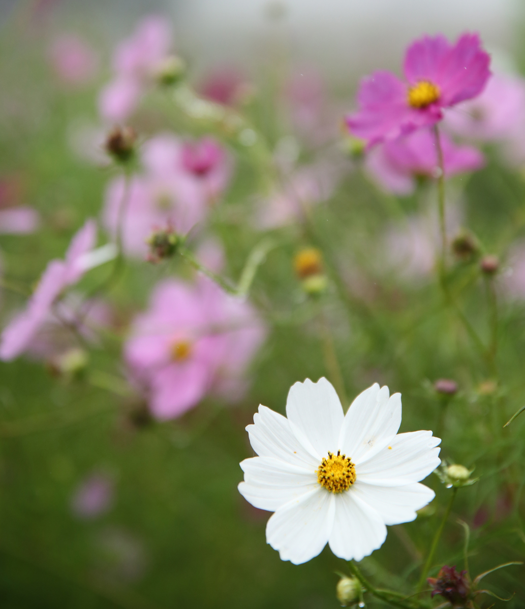 f:id:Photoshop_Akaou:20190822110342j:plain f:id:Photoshop_Akaou:20190822110342j:plain