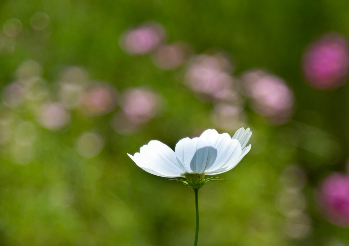 f:id:Photoshop_Akaou:20190909150625j:plain f:id:Photoshop_Akaou:20190909150625j:plain