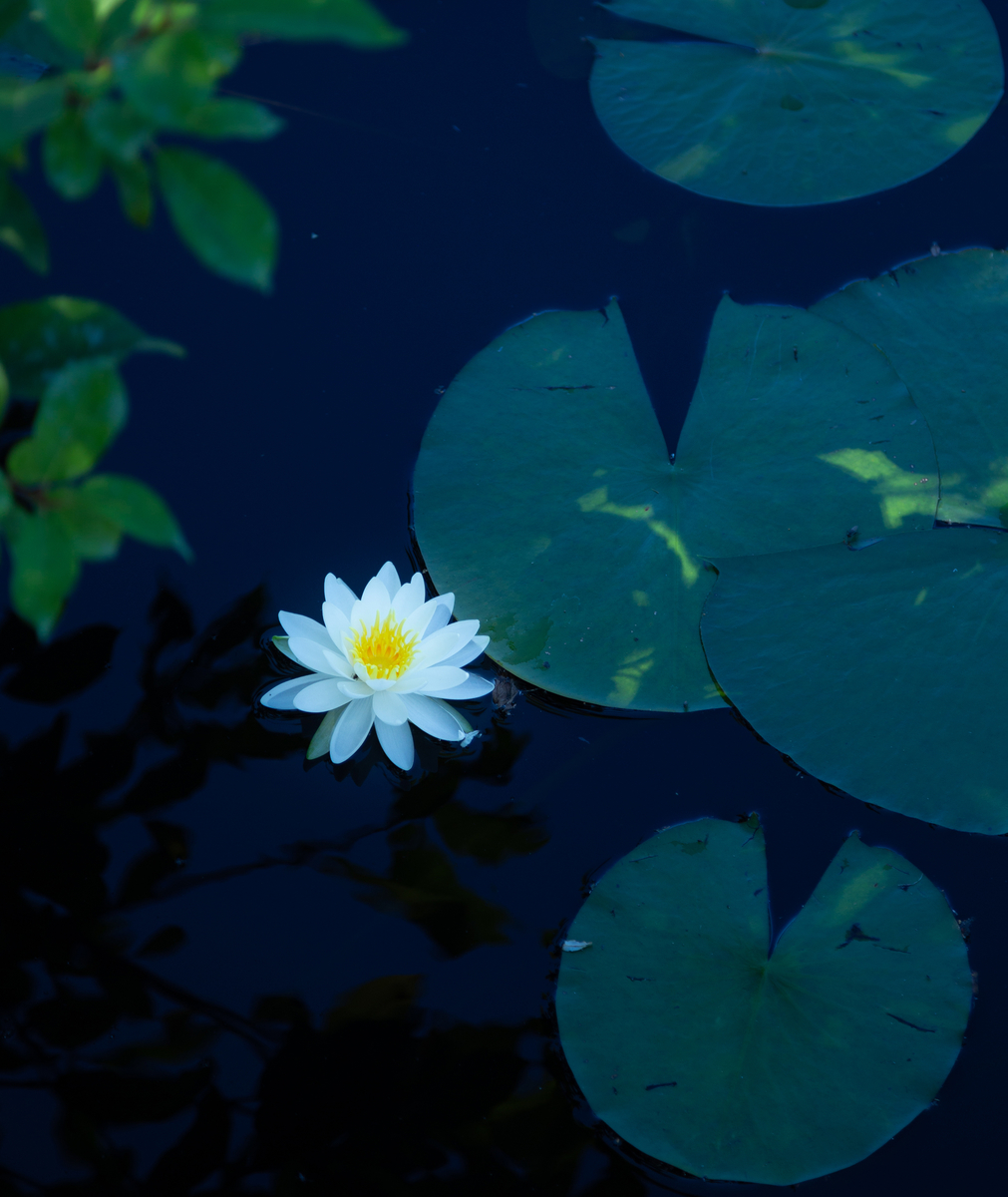 f:id:Photoshop_Akaou:20190909151657j:plain f:id:Photoshop_Akaou:20190909151657j:plain