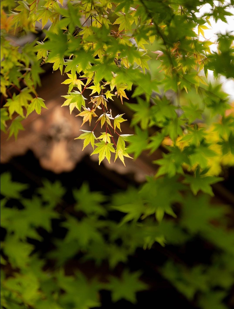 f:id:Photoshop_Akaou:20191023172908j:plain f:id:Photoshop_Akaou:20191023172908j:plain