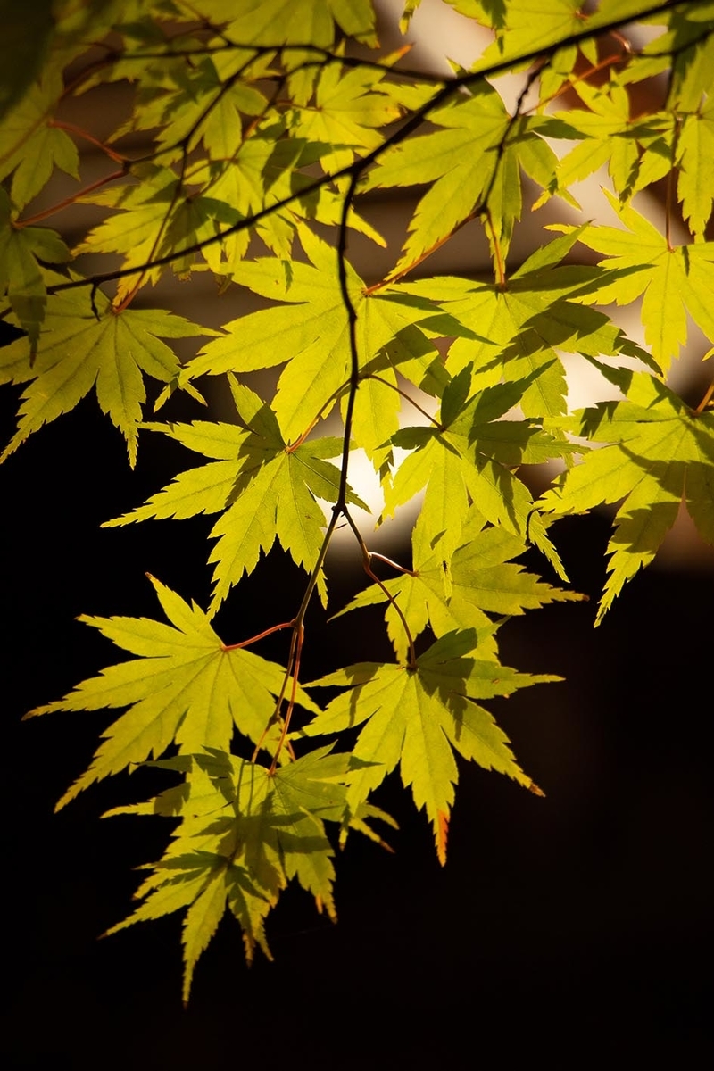 f:id:Photoshop_Akaou:20191110162930j:plain f:id:Photoshop_Akaou:20191110162930j:plain