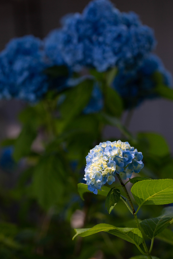 f:id:Photoshop_Akaou:20200618114324j:plain f:id:Photoshop_Akaou:20200618114324j:plain