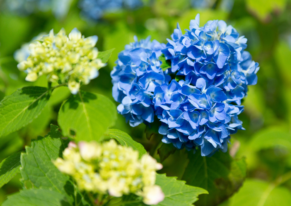 f:id:Photoshop_Akaou:20200618115940j:plain f:id:Photoshop_Akaou:20200618115940j:plain