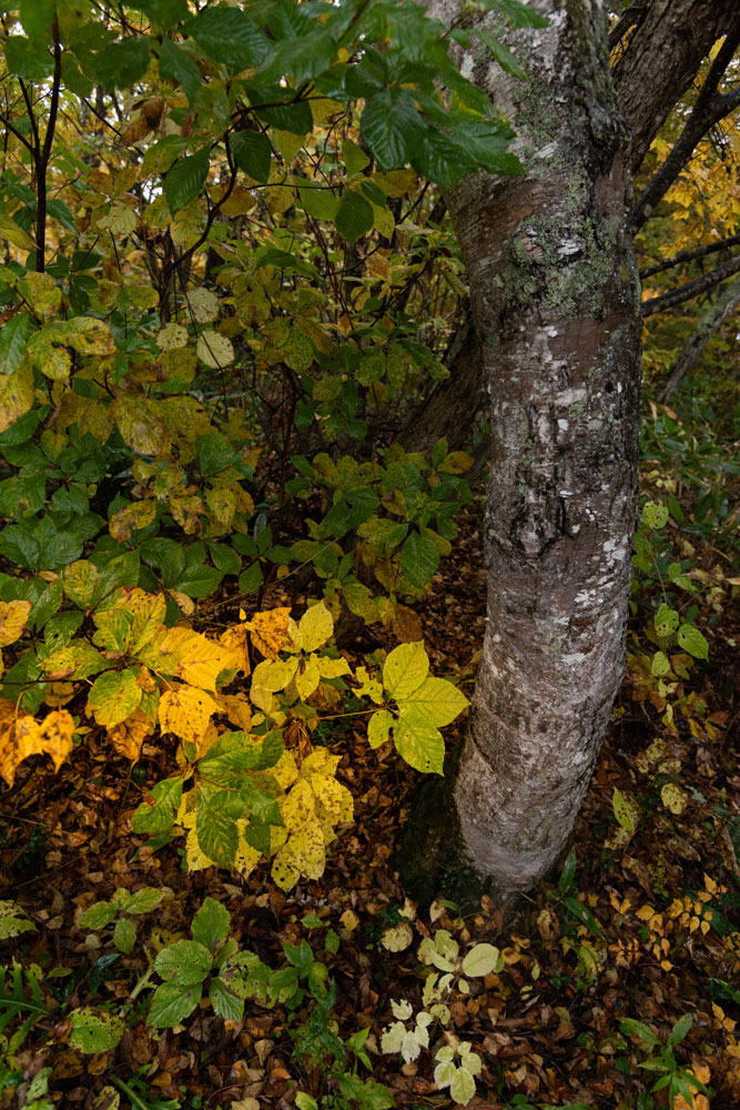f:id:Photoshop_Akaou:20201102153405j:plain f:id:Photoshop_Akaou:20201102153405j:plain
