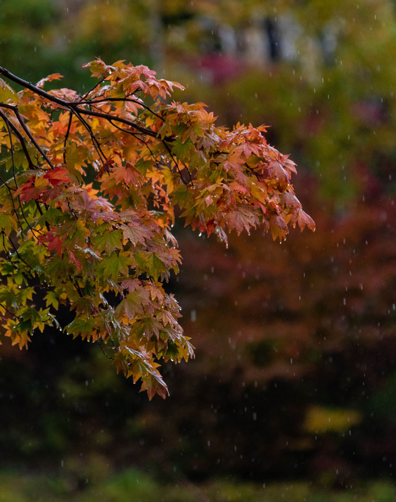 f:id:Photoshop_Akaou:20201102153555j:plain f:id:Photoshop_Akaou:20201102153555j:plain
