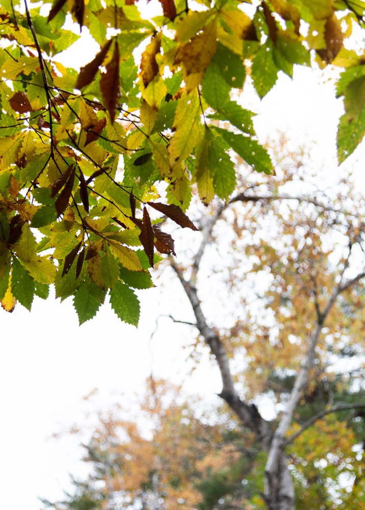 f:id:Photoshop_Akaou:20201102153802j:plain f:id:Photoshop_Akaou:20201102153802j:plain