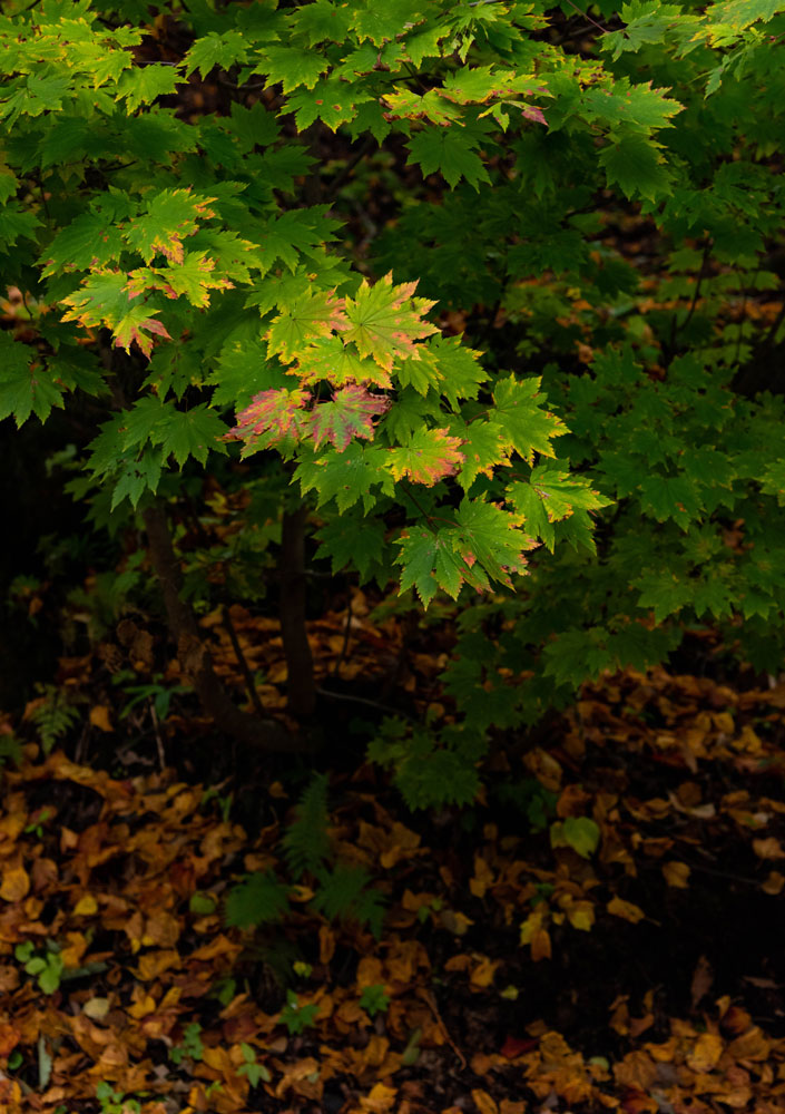 f:id:Photoshop_Akaou:20201102154145j:plain f:id:Photoshop_Akaou:20201102154145j:plain