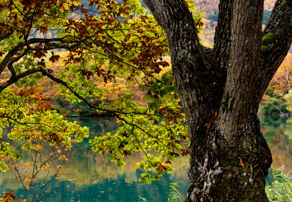 f:id:Photoshop_Akaou:20201103102524j:plain f:id:Photoshop_Akaou:20201103102524j:plain