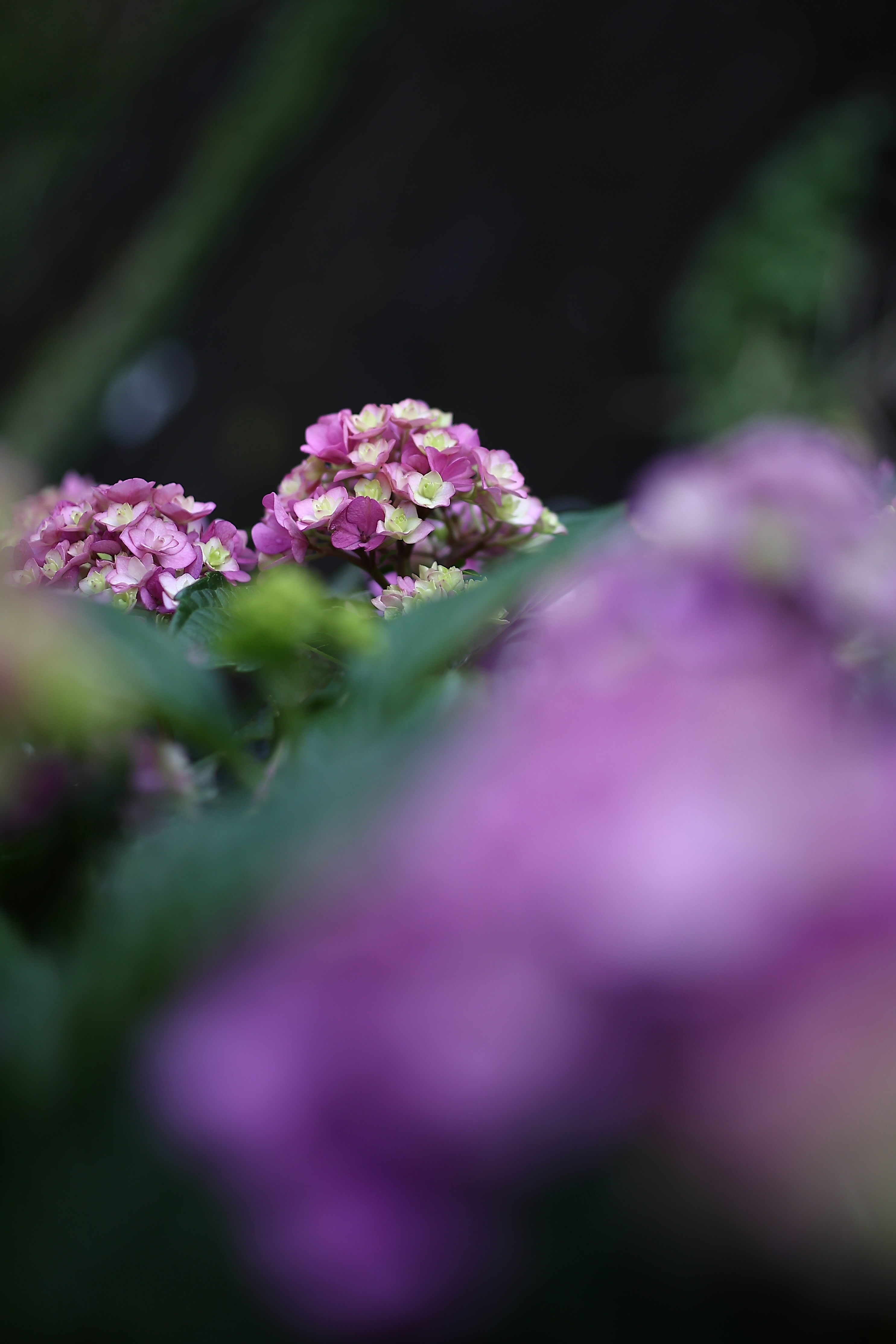 f:id:Photossy:20220613221558j:image