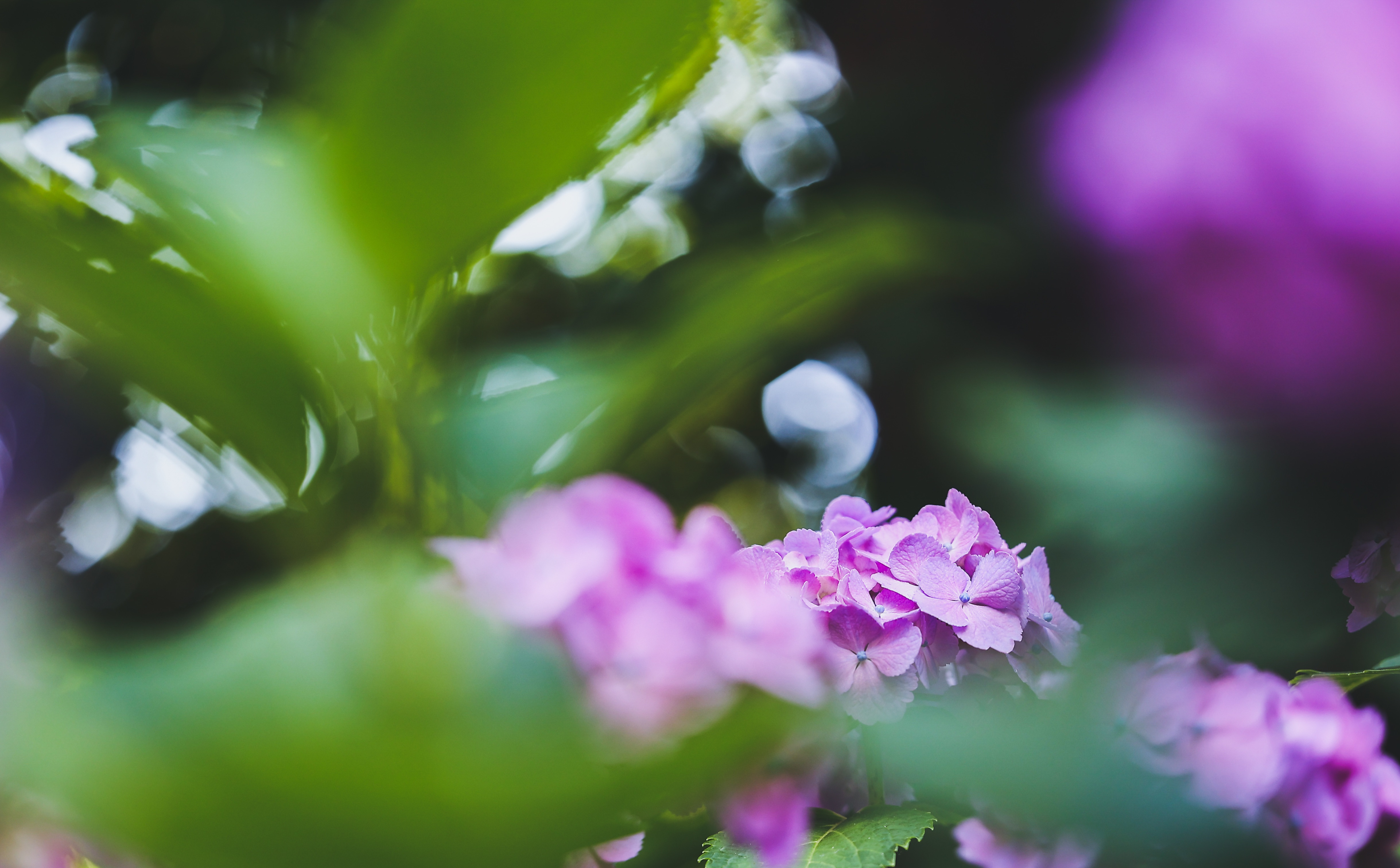 f:id:Photossy:20220613221606j:image