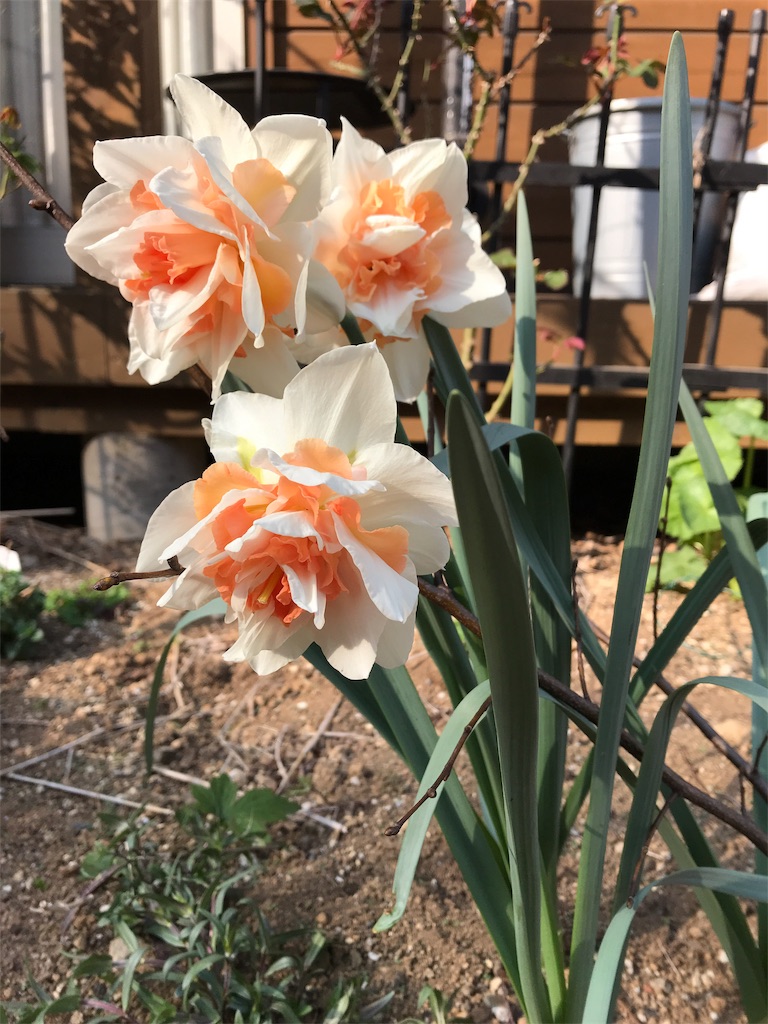 f:id:Photosynthesize:20190327151752j:image f:id:Photosynthesize:20190327151752j:image