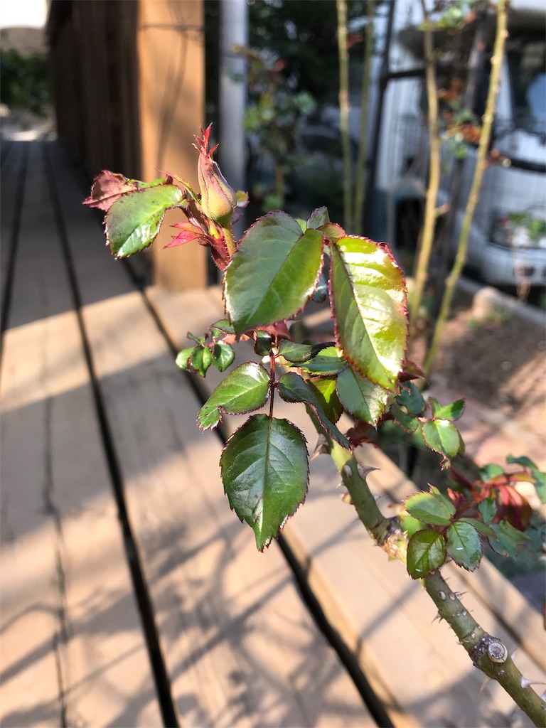f:id:Photosynthesize:20190327151920j:image f:id:Photosynthesize:20190327151920j:image