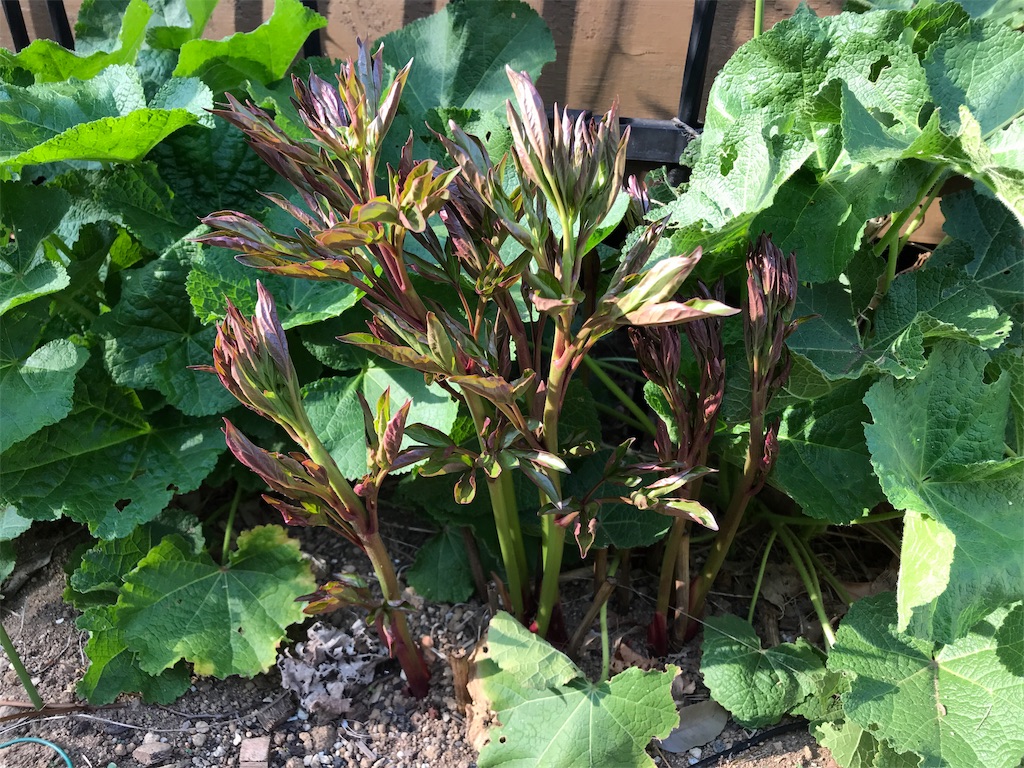 f:id:Photosynthesize:20190327152300j:image f:id:Photosynthesize:20190327152300j:image