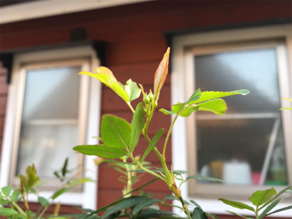 f:id:Photosynthesize:20190327153007j:image f:id:Photosynthesize:20190327153007j:image