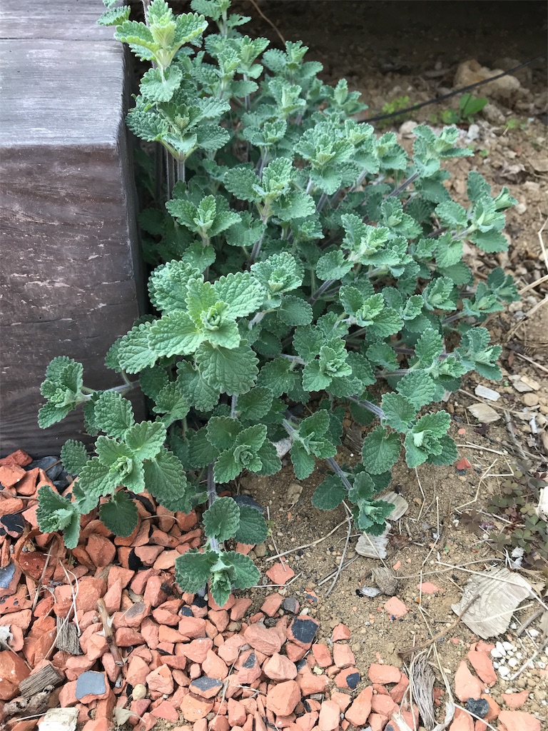 f:id:Photosynthesize:20190327153158j:image f:id:Photosynthesize:20190327153158j:image
