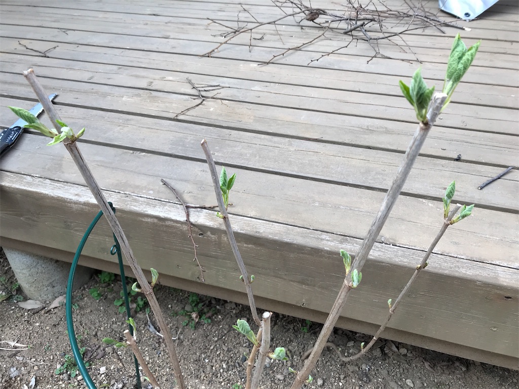 f:id:Photosynthesize:20190327153648j:image f:id:Photosynthesize:20190327153648j:image
