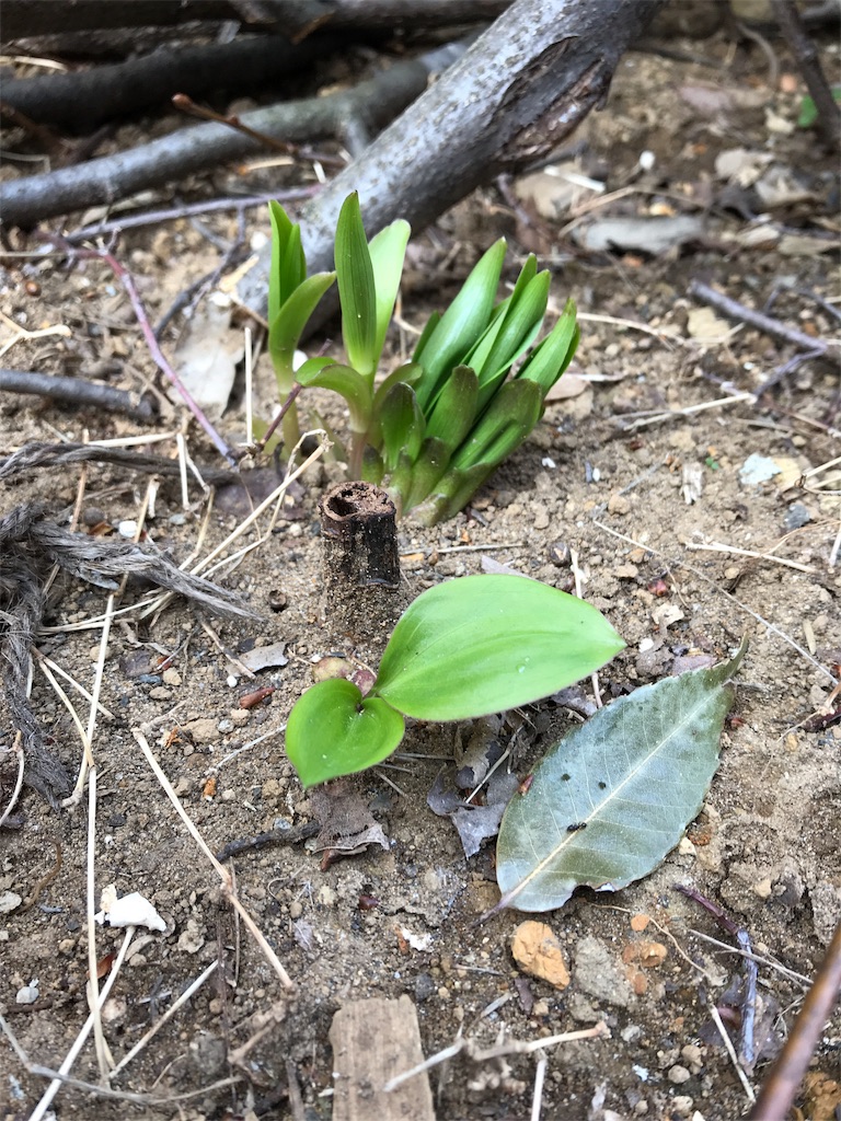f:id:Photosynthesize:20190327153744j:image f:id:Photosynthesize:20190327153744j:image
