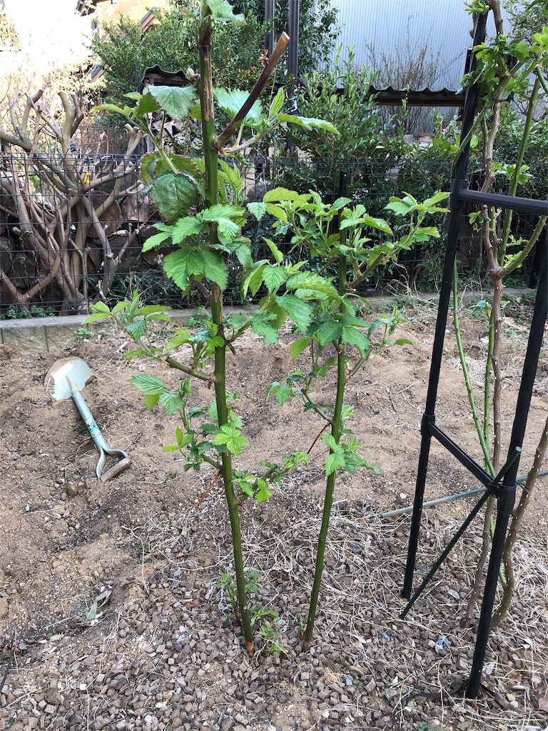 f:id:Photosynthesize:20190327154220j:image f:id:Photosynthesize:20190327154220j:image