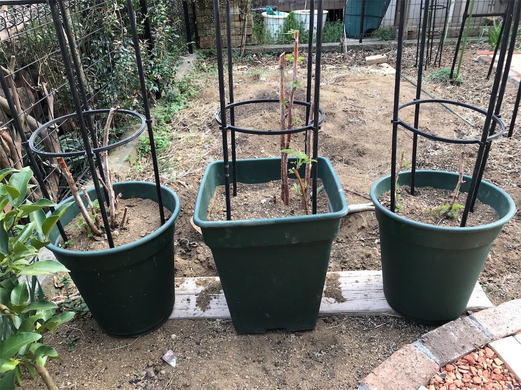 f:id:Photosynthesize:20190327154316j:image f:id:Photosynthesize:20190327154316j:image