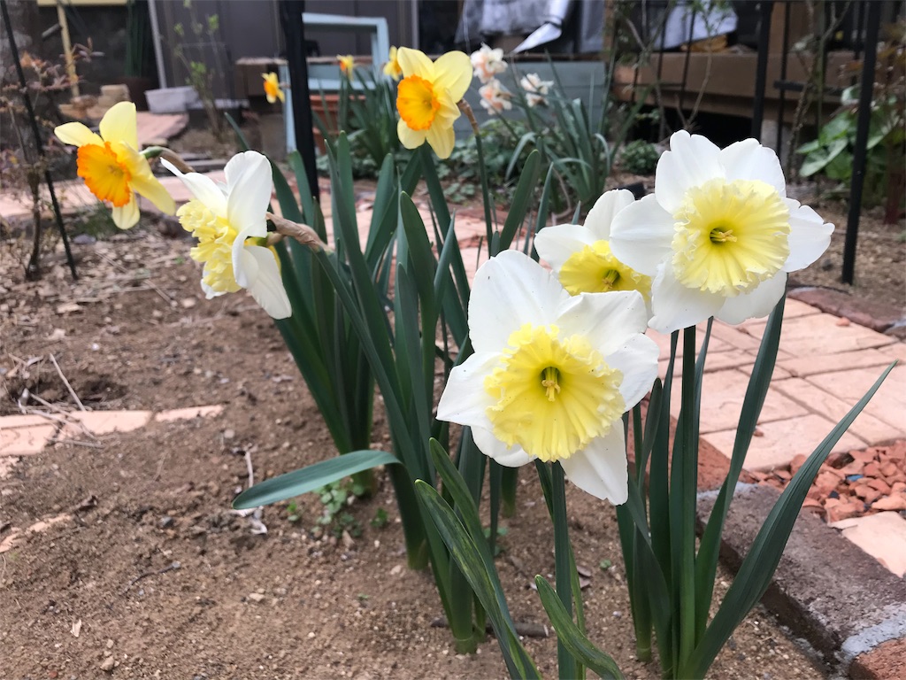 f:id:Photosynthesize:20190401235524j:image f:id:Photosynthesize:20190401235524j:image