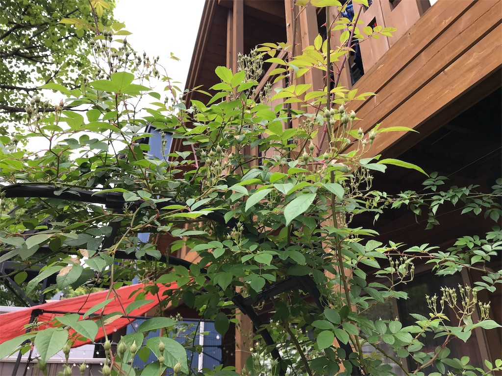 f:id:Photosynthesize:20190508225435j:image f:id:Photosynthesize:20190508225435j:image