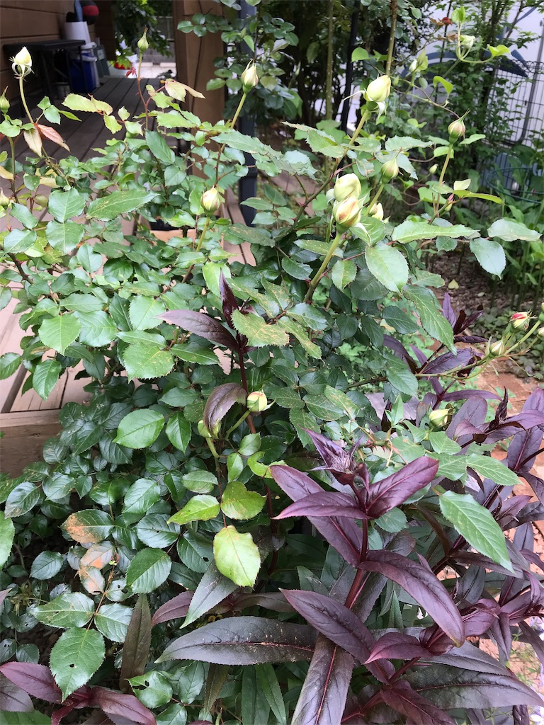 f:id:Photosynthesize:20190508225615j:image f:id:Photosynthesize:20190508225615j:image