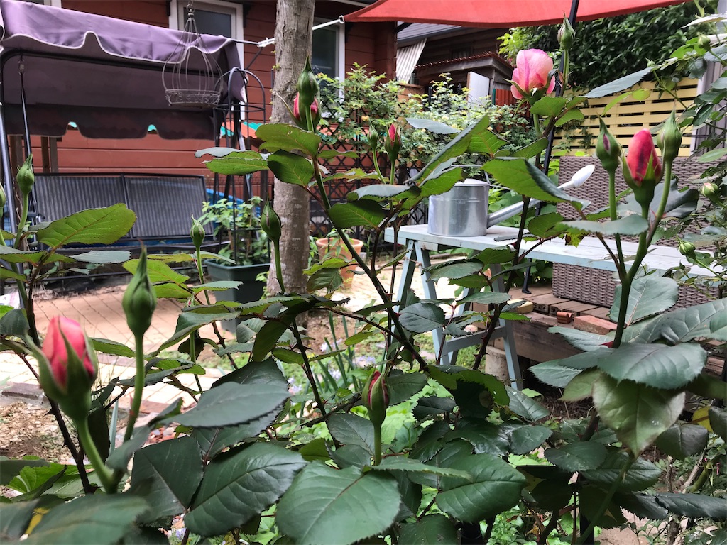f:id:Photosynthesize:20190508225635j:image f:id:Photosynthesize:20190508225635j:image