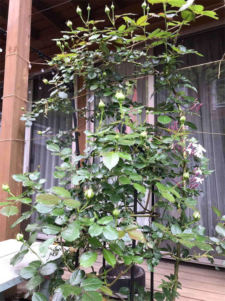 f:id:Photosynthesize:20190508225718j:image f:id:Photosynthesize:20190508225718j:image