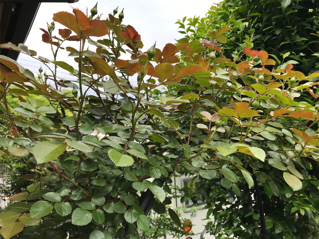 f:id:Photosynthesize:20190508225734j:image f:id:Photosynthesize:20190508225734j:image