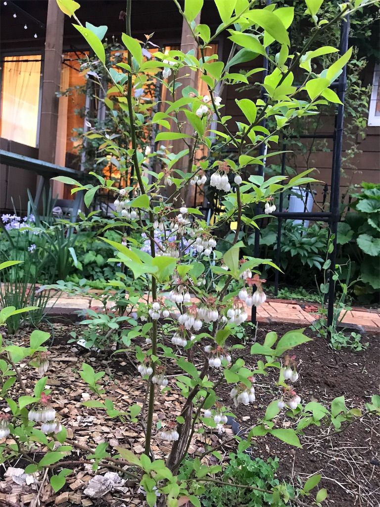 f:id:Photosynthesize:20190508225929j:image