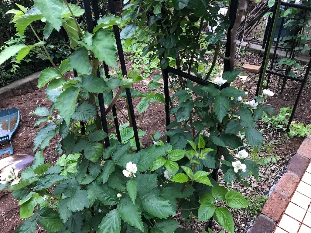 f:id:Photosynthesize:20190508230018j:image f:id:Photosynthesize:20190508230018j:image