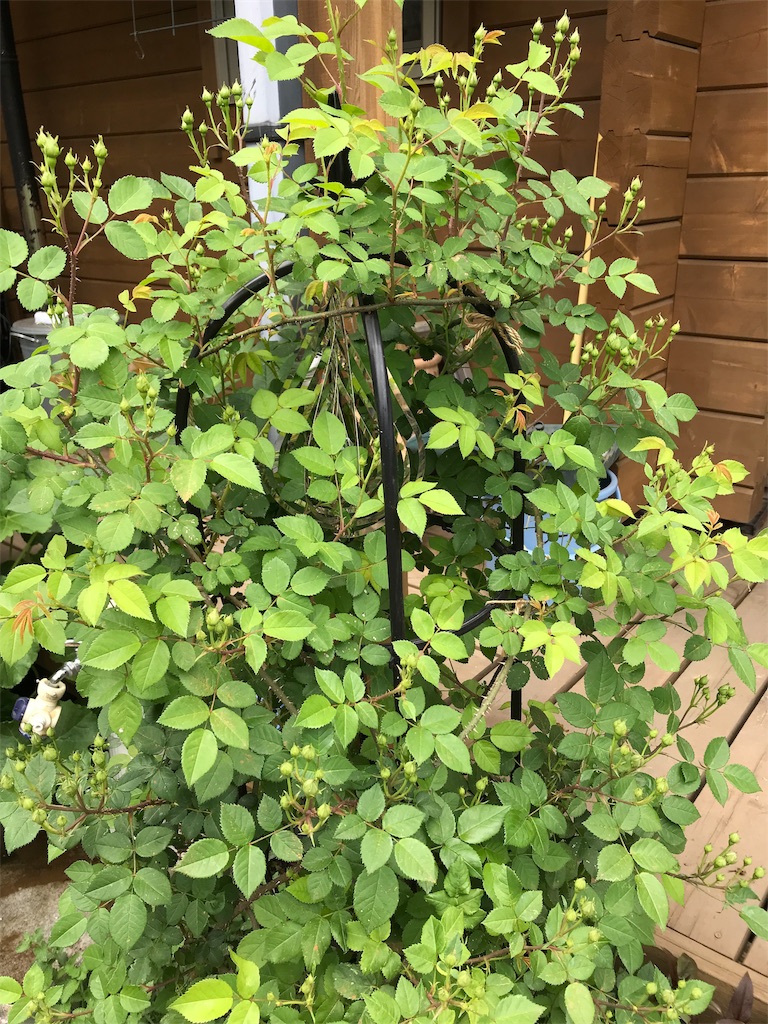 f:id:Photosynthesize:20190508230733j:image f:id:Photosynthesize:20190508230733j:image