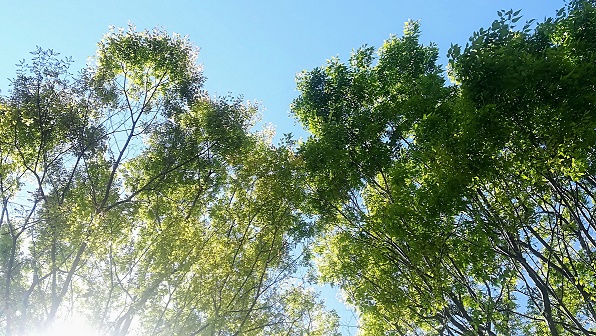 f:id:Piccina522:20190418201413j:plain f:id:Piccina522:20190418201413j:plain