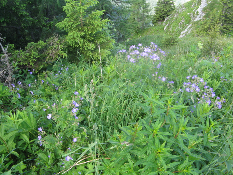 f:id:Picmoch:20160705084001j:image:w360:left