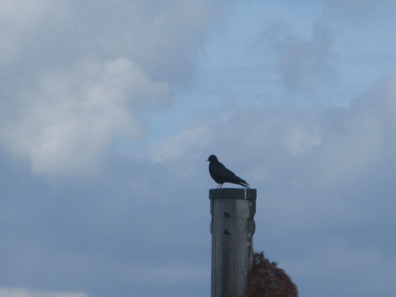 f:id:Picmoch:20160705084819j:image:w360:left