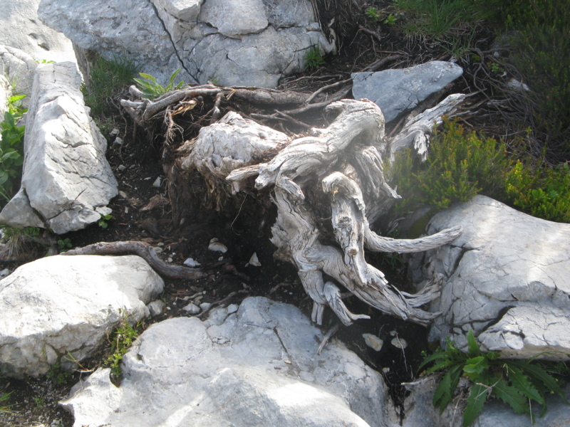 f:id:Picmoch:20160705085437j:image:w360:right