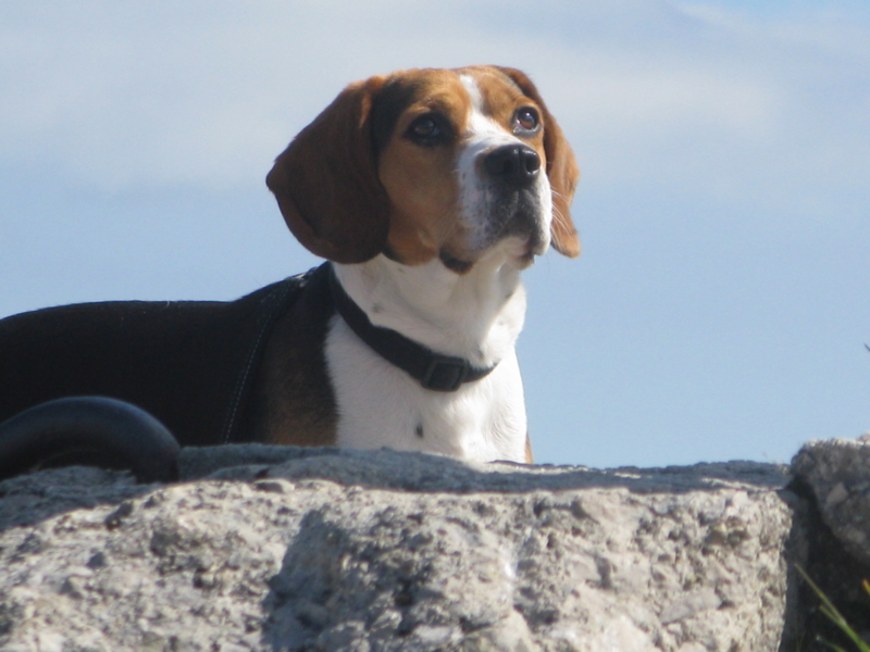 f:id:Picmoch:20160705091438j:image:w360:left