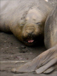 f:id:Pig-Cow2007:20080302020510j:image