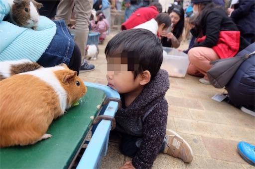 f:id:Pikky:20190408235841j:image