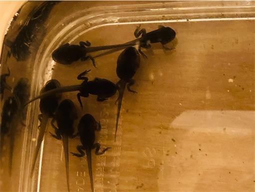 f:id:Pikky:20210328223621j:image