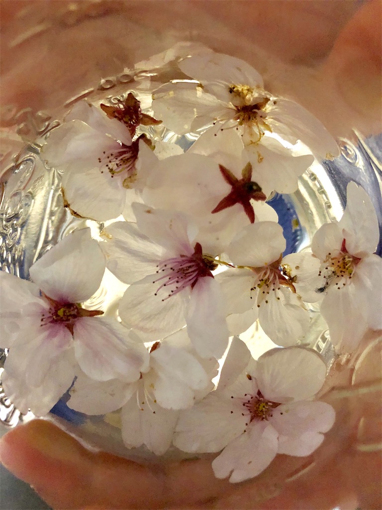 f:id:PikoMa:20190415192239j:image f:id:PikoMa:20190415192239j:image