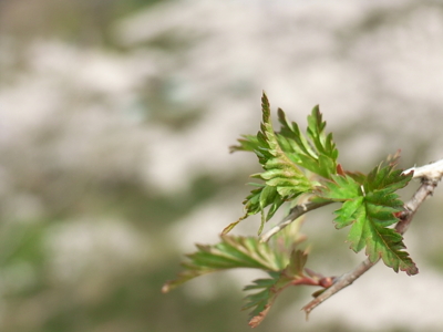 f:id:Pines:20080412094625j:image f:id:Pines:20080412094625j:image