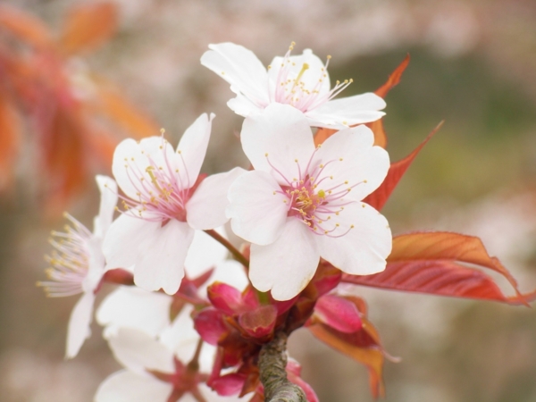 f:id:Pines:20100410071000j:image f:id:Pines:20100410071000j:image