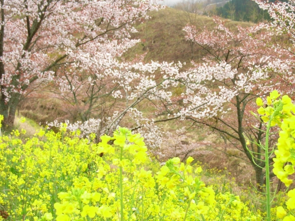 f:id:Pines:20100410071315j:image f:id:Pines:20100410071315j:image