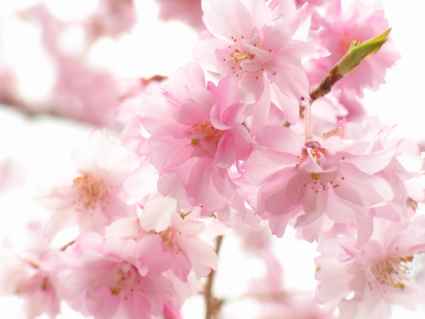 f:id:Pines:20100410080851j:image f:id:Pines:20100410080851j:image