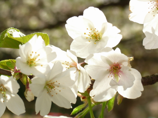 f:id:Pines:20100410082618j:image f:id:Pines:20100410082618j:image