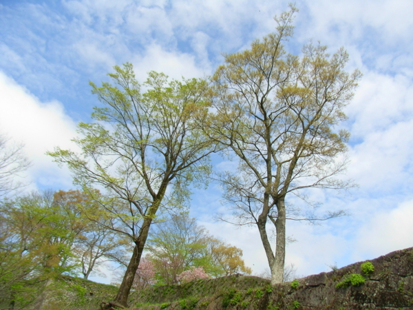 f:id:Pines:20100410103616j:image f:id:Pines:20100410103616j:image
