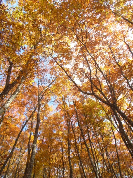 f:id:Pines:20111104105010j:image f:id:Pines:20111104105010j:image