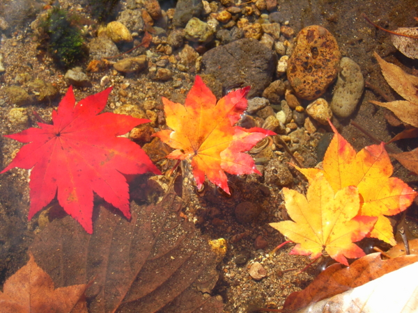 f:id:Pines:20111104120138j:image f:id:Pines:20111104120138j:image